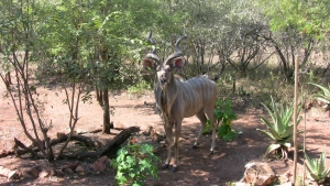 Kudu Kudu bull