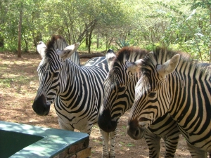 Zebras Zebras
